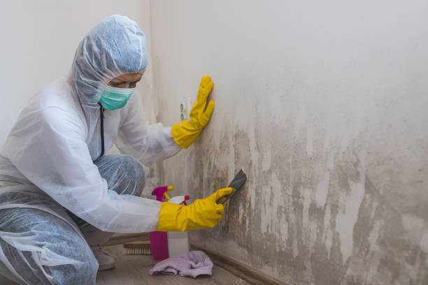 Best Basement Mold Remediation in Belleville, WI