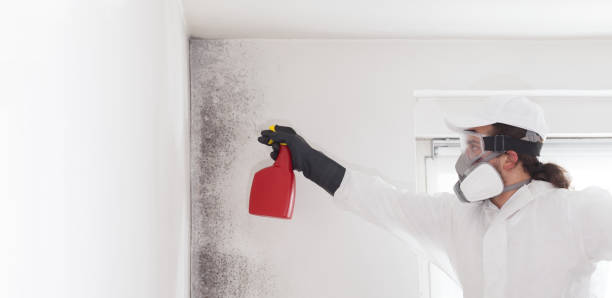Best Attic Mold Remediation in Belleville, WI
