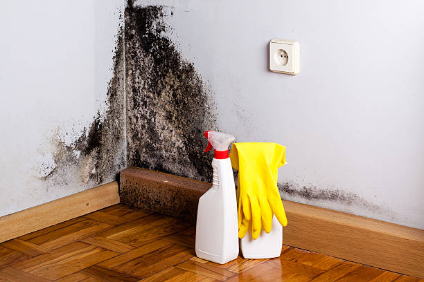Best Residential Mold Remediation in Belleville, WI