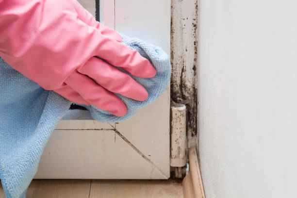 Best Kitchen Mold Remediation in Belleville, WI